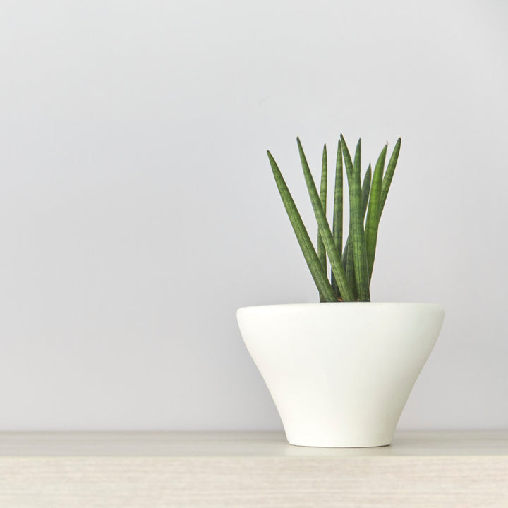 sansevieria-cylindrica-africanspear-onlineshop-capegarden_1_720x