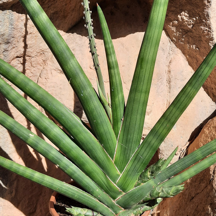 sansevieria-cylindrica-onlineshop-capegarden_aa9bd459-4f37-4a49-8497-5d18360983f9_720x